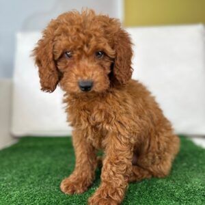Apricot Male Mini Poodle PROMOTION Pup And IN STOCK ‼️ (Deposit Only, Please DESCRIPTION Read Below‼️)