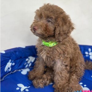 Chocolate Female Miniature Poodle (Deposit Only ‼️ Please Read The DESCRIPTION Below‼️)