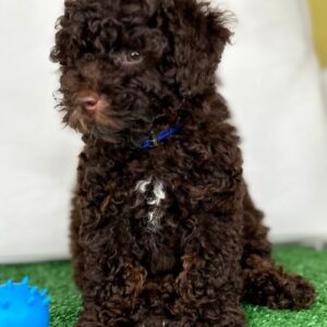 Chocolate Male Toy Poodle 🍫‼️ (Deposit Only Please Read The DESCRIPTION Below‼️