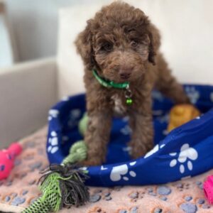 Chocolate Merle Female Toy Poodle 🍫‼️ (Deposit Only Please Read The DESCRIPTION Below‼️