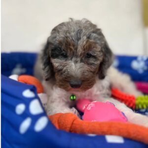 Chocolate Merle Head Male Toy Poodle 🍫‼️ (Deposit Only Please Read The DESCRIPTION Below‼️