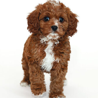 MDH puppy
