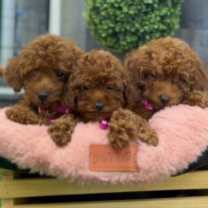 Female Red Teacup Poodle 🐩 (Deposit Only, Please Read The Description Below‼️)