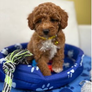 Female Red Toy Poodle ‼️ (Deposit Only Please Read The DESCRIPTION Below‼️
