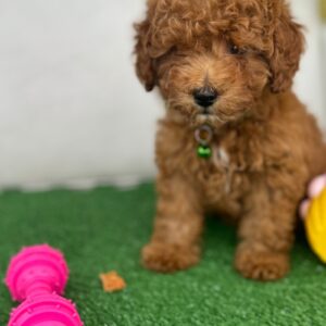 Female Toy Poodle (Deposit Only‼️Please Read The Description Below‼️)