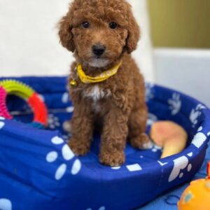 Female Toy Poodle ‼️ (Deposit Only Please Read The DESCRIPTION Below‼️