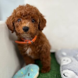 He Will Be 10-12 Pounds ‼️ In Store Pick Up Or We Can Deliver With A Flight Nanny ✈️ $500 Is The Deposit Only‼️ Text For Pricing (Market Price)‼️...