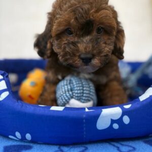 Male Brindle Merle Toy Poodle ‼️ (Deposit Only Please Read The DESCRIPTION Below‼️