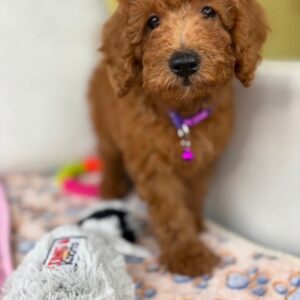 Male Miniature Poodle PROMOTION PUP (Deposit Only ‼️ Please Read The DESCRIPTION Below‼️)