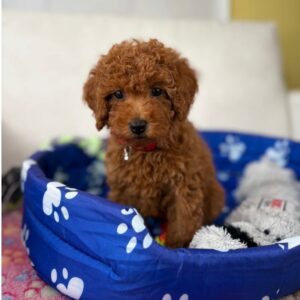 Male Red Teacup Poodle (Deposit Only‼️ Please Read The Description Below‼️)