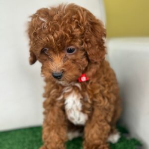 Male Red Toy Poodle (Deposit Only Please Read The DESCRIPTION Below‼️