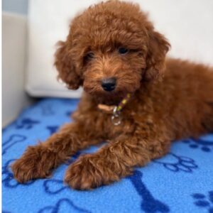 Male Red Toy Poodle ‼️ (Deposit Only Please Read The DESCRIPTION Below‼️
