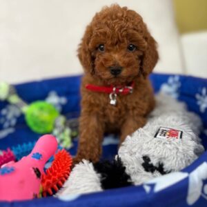 Male Teacup Poodle 🐩(Deposit Only ‼️ Please Read The DESCRIPTION Below‼️)