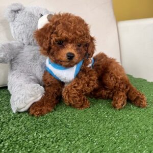 Male Teacup Poodle IN STOCK ‼️ (Deposit Only, Please Read The Description Below‼️)
