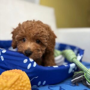 Male Toy Poodle 🍫‼️ (Deposit Only Please Read The DESCRIPTION Below‼️
