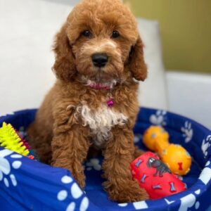 Red Male Miniature Poodle ‼️ (Deposit Only Please Read The DESCRIPTION Below‼️