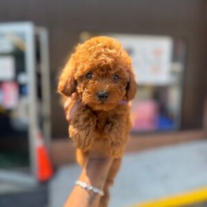 Red Male Toy Poodle 🐩 (D