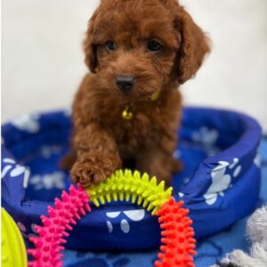 Super Red Female Toy Poodle ‼️ (Deposit Only Please Read The DESCRIPTION Below‼️