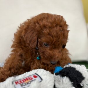 Super Red Male Mini Poodle IN STOCK ( Deposit Only, Please DESCRIPTION Read Below‼️)