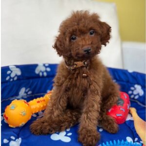 Super Red Male Toy Poodle ‼️ (Deposit Only Please Read The DESCRIPTION Below‼️